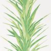 Yucca 216649